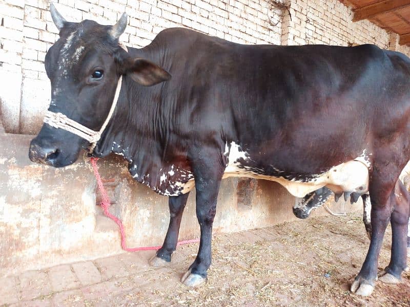 Freash Cow with Female Calf for Sale 8