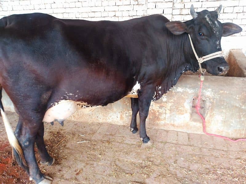 Freash Cow with Female Calf for Sale 9