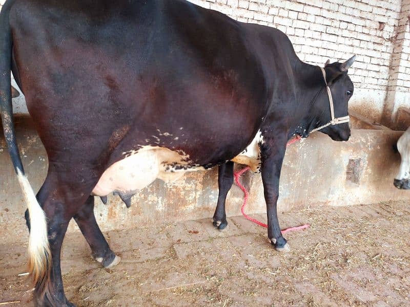 Freash Cow with Female Calf for Sale 10