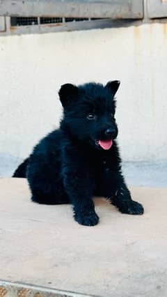 German puppy Available 0