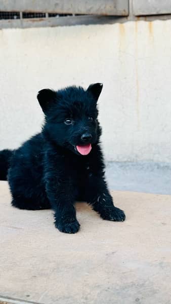 German puppy Available 2