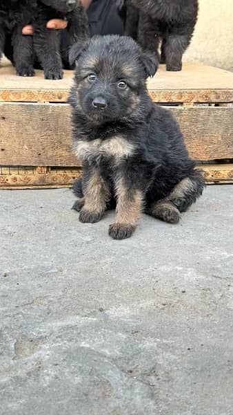 German puppy Available 3