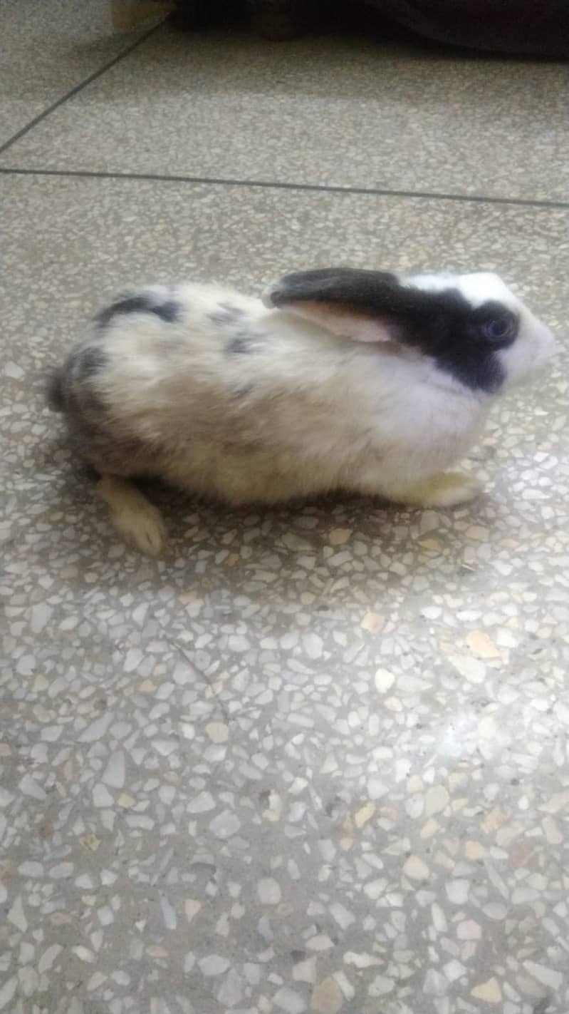 خرگوش برائے فروخت rabbit for sale near millennium Mall 2