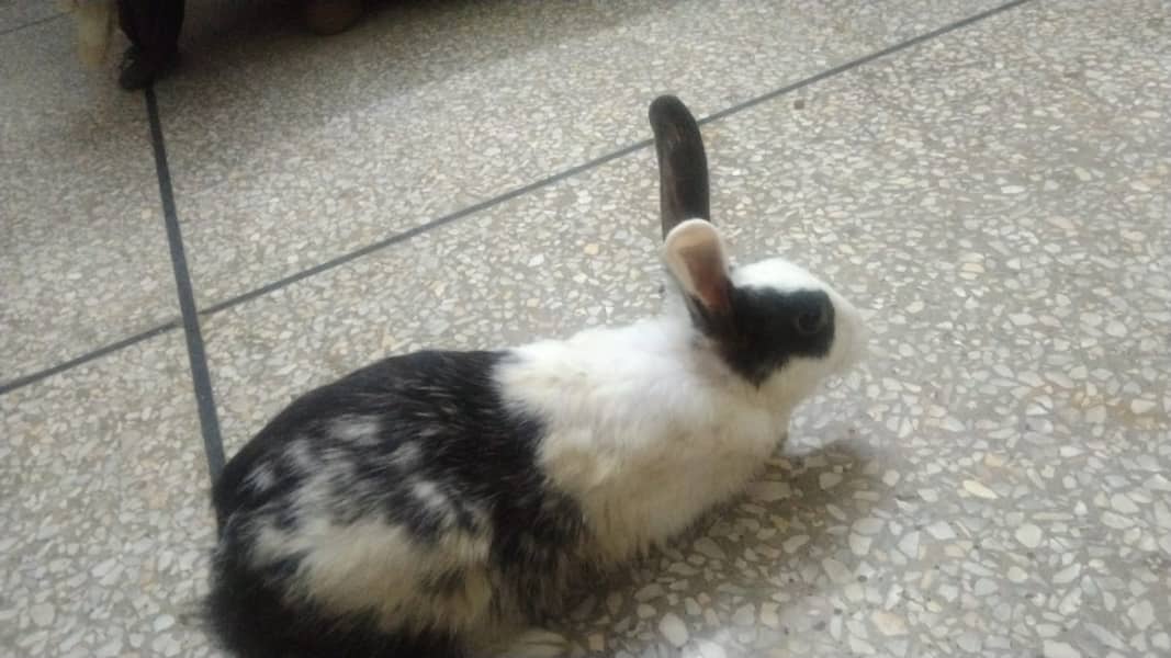 خرگوش برائے فروخت rabbit for sale near millennium Mall 4