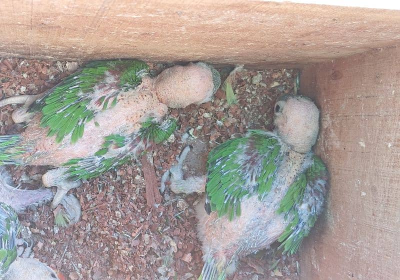 raw parrot chicks for sale 0