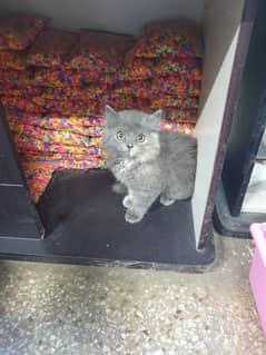 triple coat grey female Persian with cage and litter tray food pot