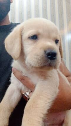 Pedigree Labrador Puppies / Dog For Sale 0
