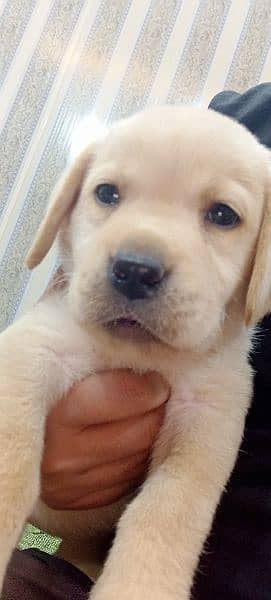 Pedigree Labrador Puppies / Dog For Sale 1