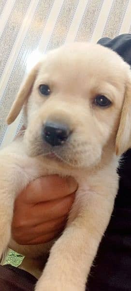 Pedigree Labrador Puppies / Dog For Sale 2