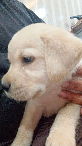 Pedigree Labrador Puppies / Dog For Sale 3