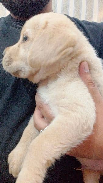 Pedigree Labrador Puppies / Dog For Sale 4