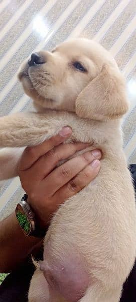 Pedigree Labrador Puppies / Dog For Sale 5