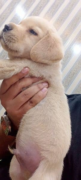 Pedigree Labrador Puppies / Dog For Sale 6