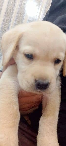 Pedigree Labrador Puppies / Dog For Sale 7
