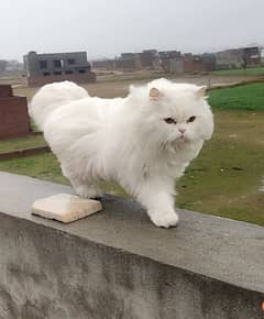 Triple coated Persian cat fully vaccinated 0