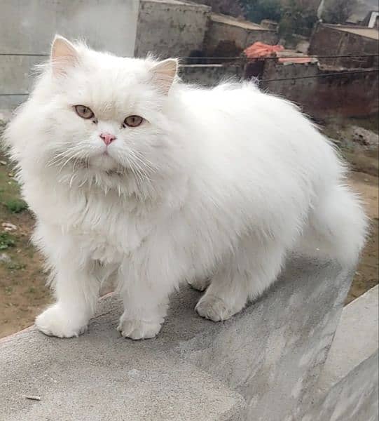 Triple coated Persian cat fully vaccinated 1