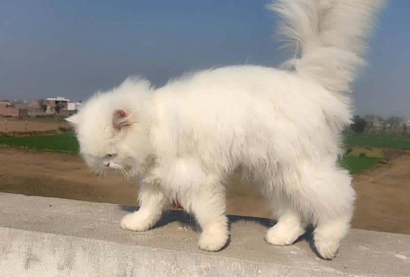 Triple coated Persian cat fully vaccinated 2