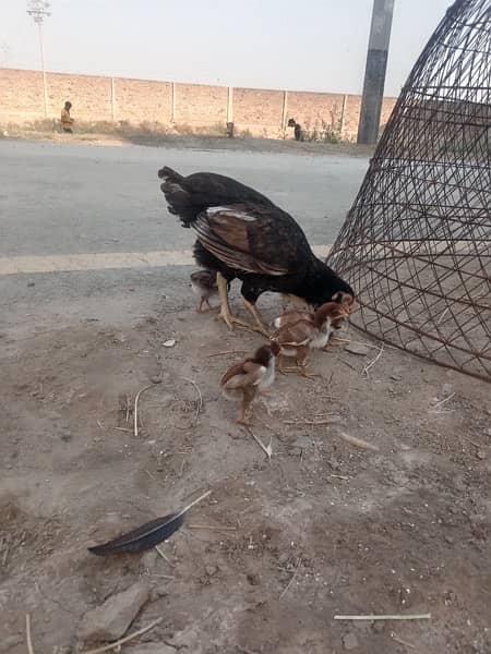 pure Mian wali aseel chicks available high quality chicks healthy 1