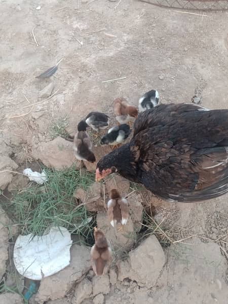 pure Mian wali aseel chicks available high quality chicks healthy 2