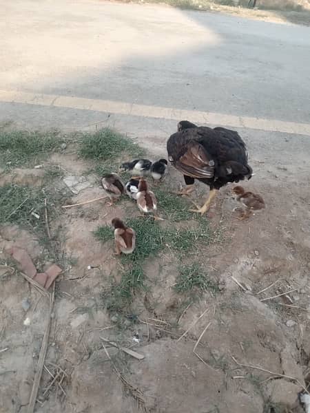 pure Mian wali aseel chicks available high quality chicks healthy 3