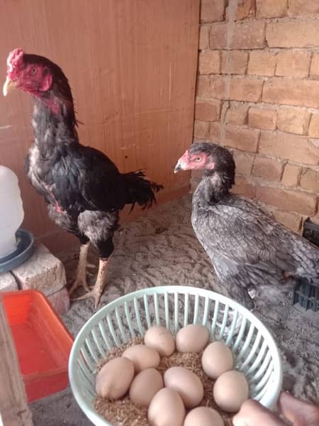 pure Mian wali aseel chicks available high quality chicks healthy 4
