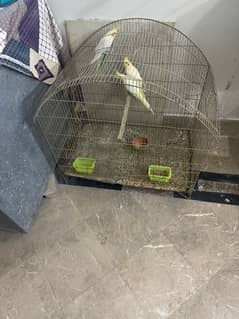 only cage for sale per cage price 2600