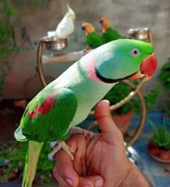 03435131048 Raw kashmiri handtame full jumbo size parrot