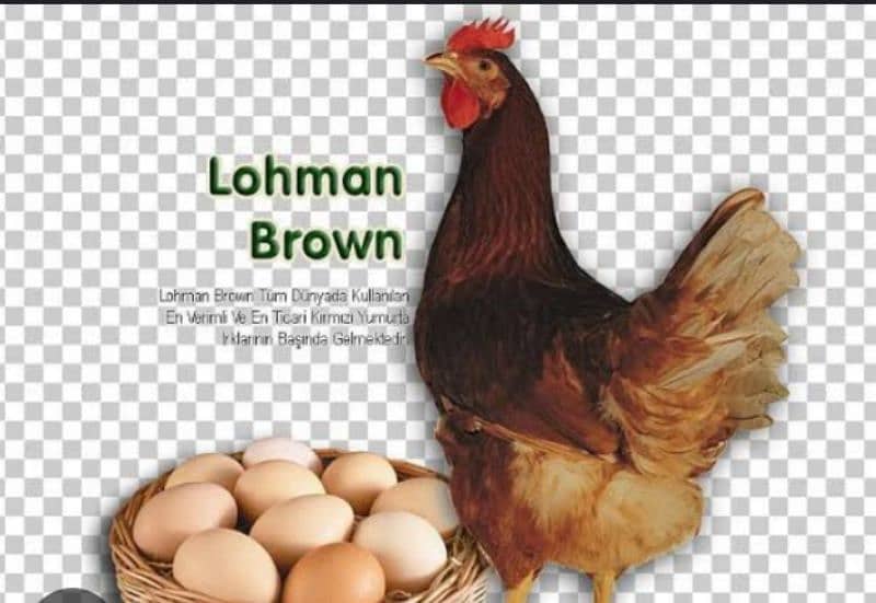 Lohman brown 2