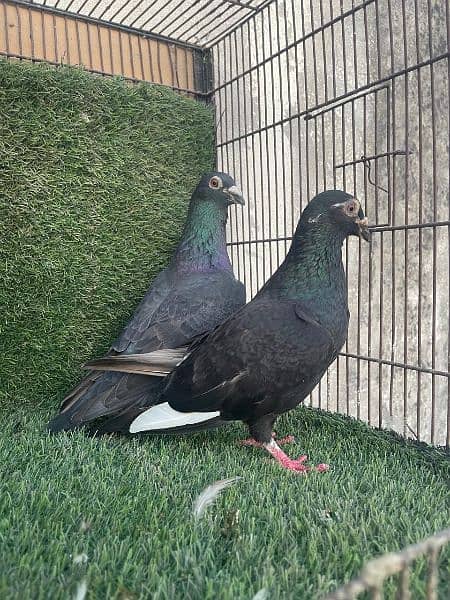 Fancy Pigeons 14