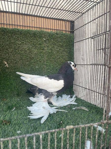 Fancy Pigeons 19