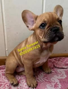 French Bulldog High Quality Pups for Import