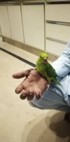 Green parrot hand Tam full cover ha