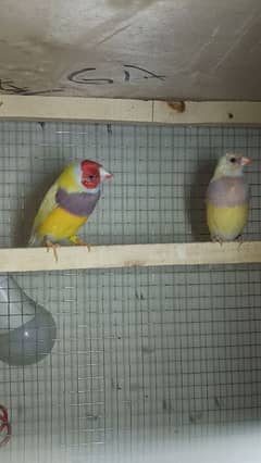 yellow back lutino gouldian ready to first breed jumbo size