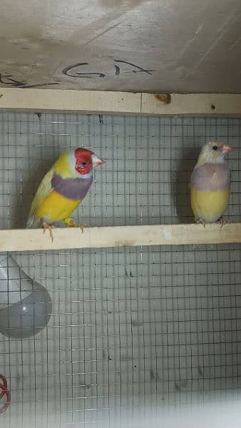 yellow back lutino gouldian ready to first breed jumbo size 0