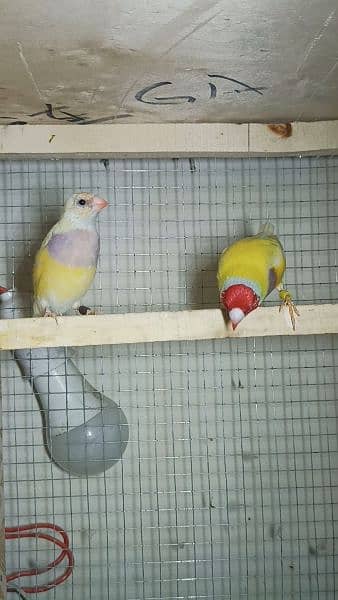yellow back lutino gouldian ready to first breed jumbo size 1