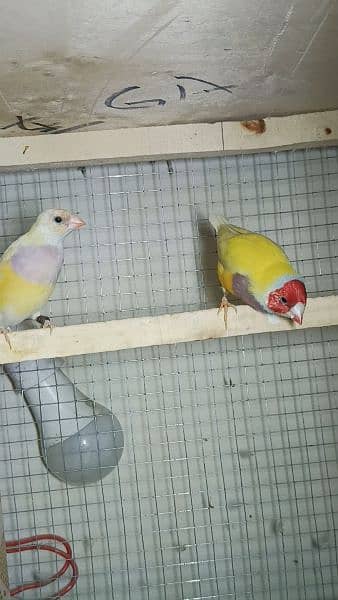yellow back lutino gouldian ready to first breed jumbo size 2