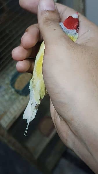 yellow back lutino gouldian ready to first breed jumbo size 3