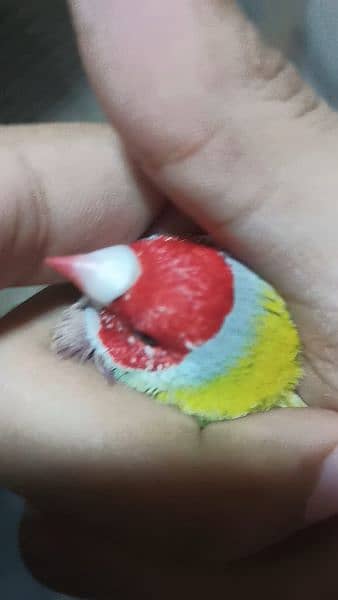 yellow back lutino gouldian ready to first breed jumbo size 4