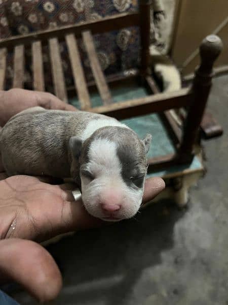 American Pitbull baby 10 for sale 4
