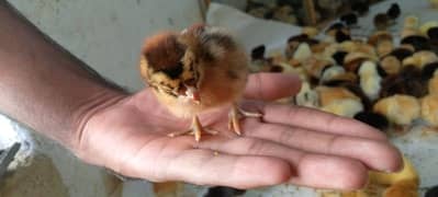 Punjab Breed Golden Misri Chicks Available hy: 03122449526. 0