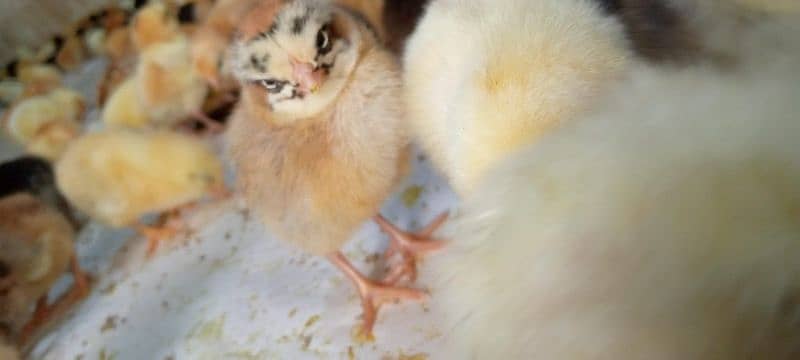 Punjab Breed Golden Misri Chicks Available hy: 03122449526. 1
