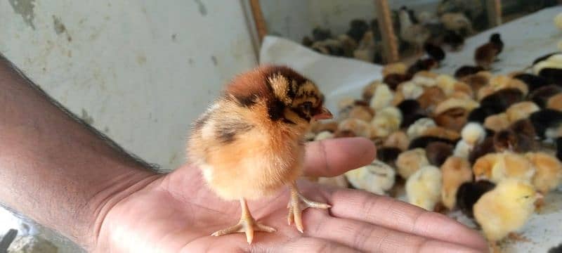 Punjab Breed Golden Misri Chicks Available hy: 03122449526. 2