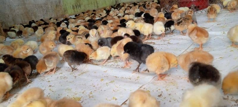 Punjab Breed Golden Misri Chicks Available hy: 03122449526. 3