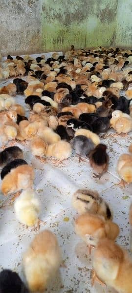 Punjab Breed Golden Misri Chicks Available hy: 03122449526. 5