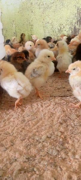 Punjab Breed Golden Misri Chicks Available hy: 03122449526. 9