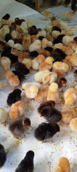 Punjab Breed Golden Misri Chicks Available hy: 03122449526. 10