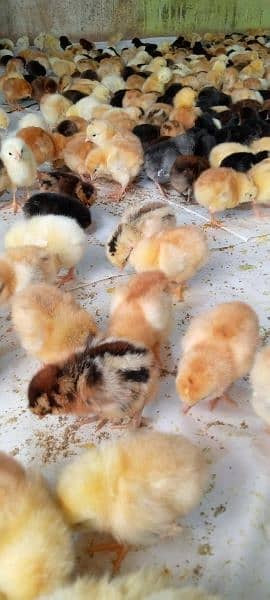Punjab Breed Golden Misri Chicks Available hy: 03122449526. 11