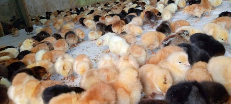 Punjab Breed Golden Misri Chicks Available hy: 03122449526. 12