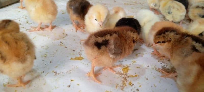 Punjab Breed Golden Misri Chicks Available hy: 03122449526. 13