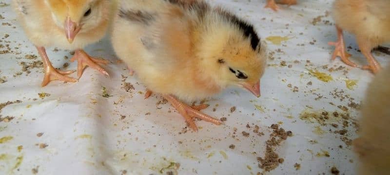 Punjab Breed Golden Misri Chicks Available hy: 03122449526. 14
